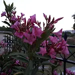 Panmar شقة